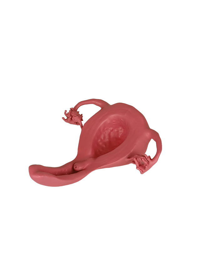 Modèle d’utérus