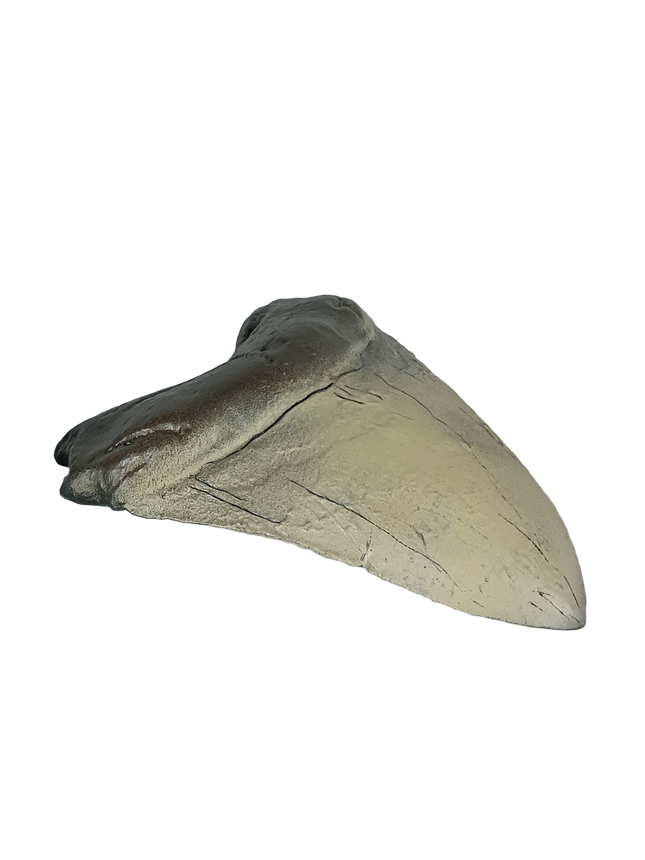 Dent de mégalodon