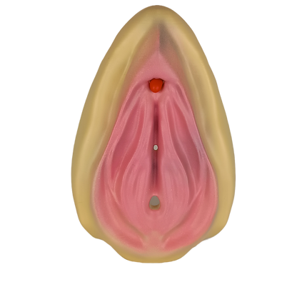 Modèle pédagogique de l’anatomie féminine
