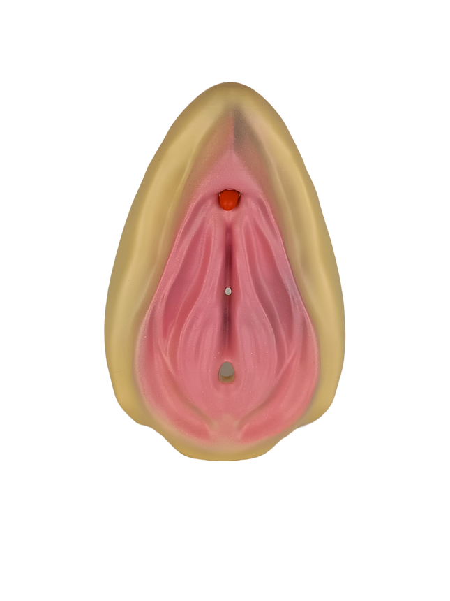 Modèle pédagogique de l’anatomie féminine
