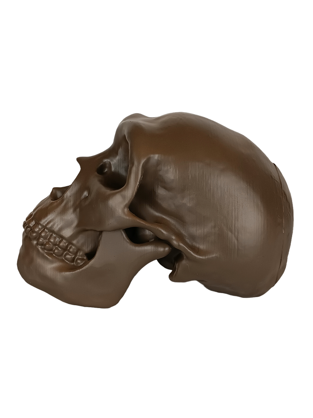 Néandertal (Homo neanderthalensis)