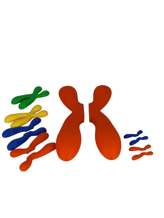 Réplique de Chromosome Séparable – Chromatides Détachables