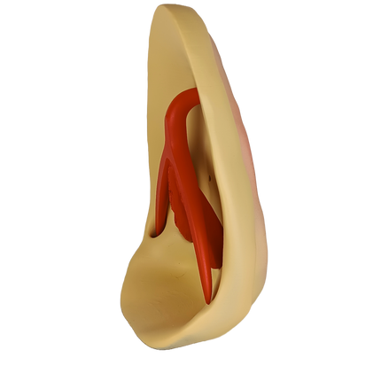 Modèle pédagogique de l’anatomie féminine