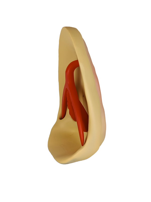 Modèle pédagogique de l’anatomie féminine
