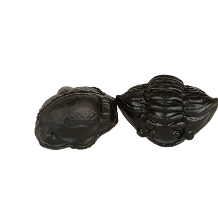 Coffret de 2 trilobites – répliques scannées (5–6 cm)