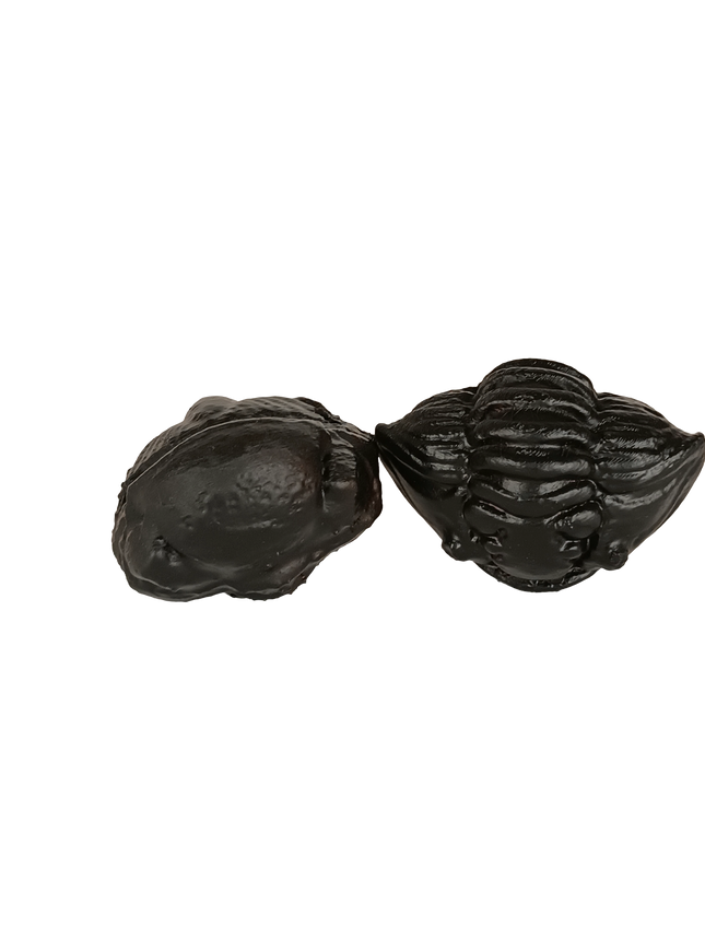 Coffret de 2 trilobites – répliques scannées (5–6 cm)