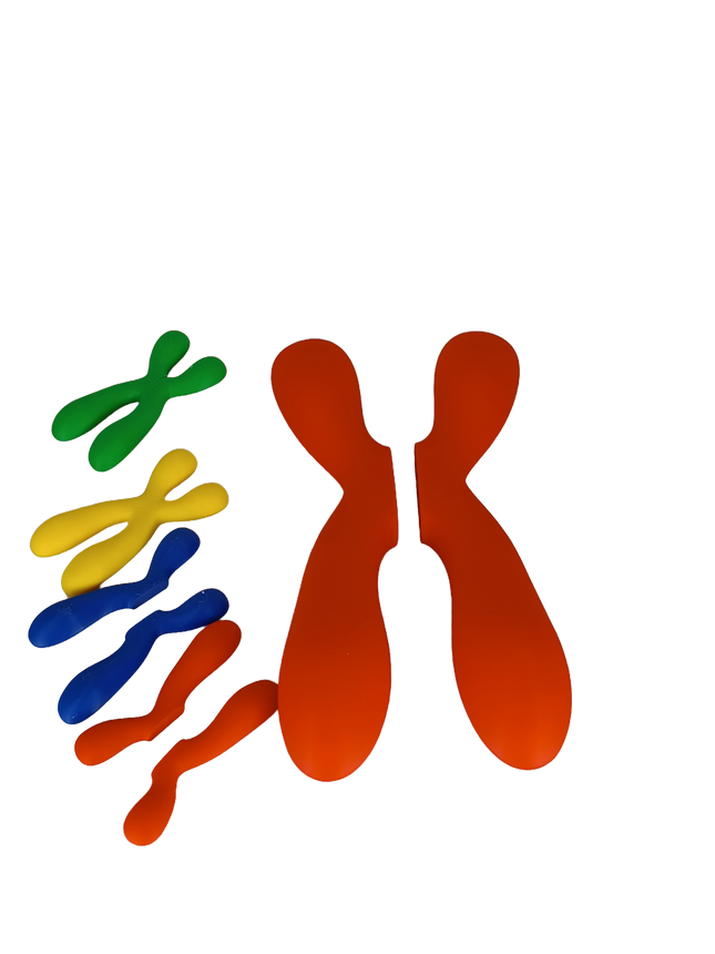 Réplique de Chromosome Séparable – Chromatides Détachables