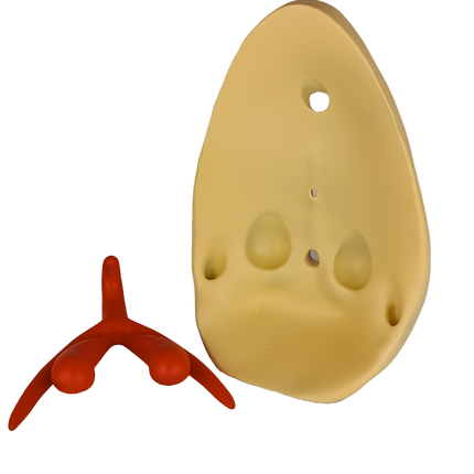 Modèle pédagogique de l’anatomie féminine