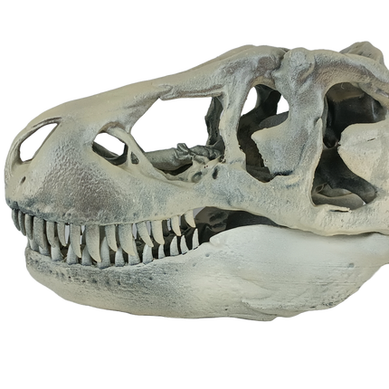 Tyrannosaurus rex – Crâne