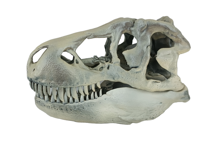 Tyrannosaurus rex – Crâne