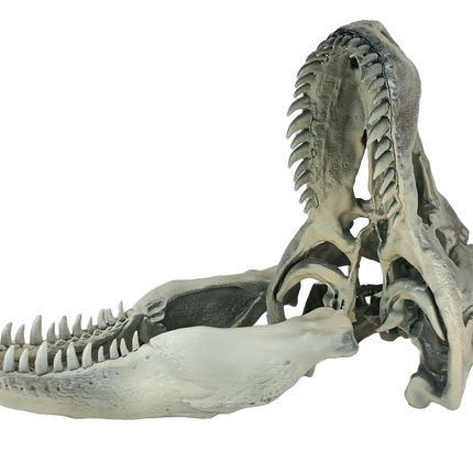 Tyrannosaurus rex – Crâne