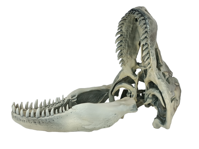 Tyrannosaurus rex – Crâne