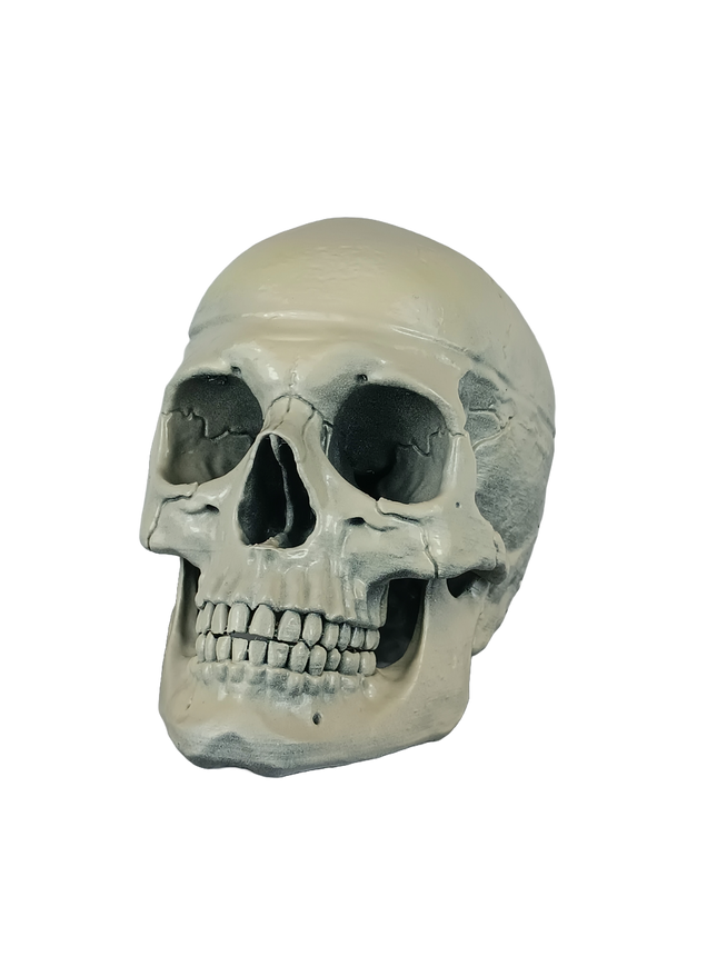 Homo sapiens