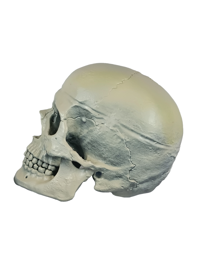 Homo sapiens