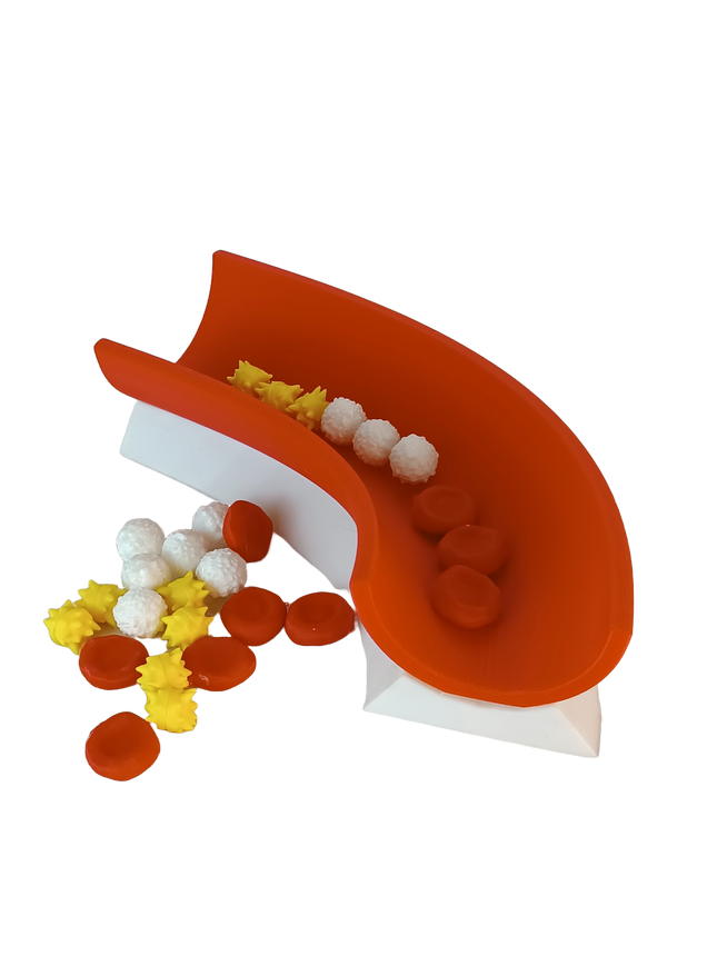 Modèle pédagogique du sang – coupe de veine + érythrocytes, leucocytes et plaquettes activées