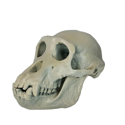 Pan troglodytes (Chimpanzé)