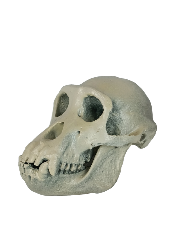 Pan troglodytes (Chimpanzé)