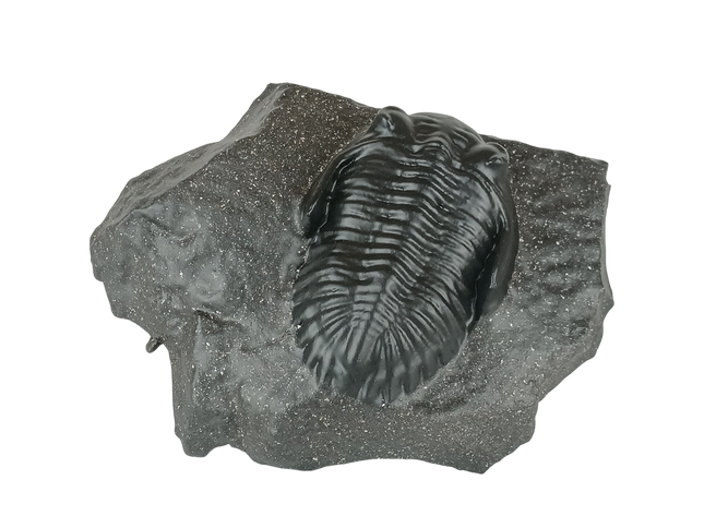 Trilobite Metacanthina sp – Réplique 14 cm sur roche