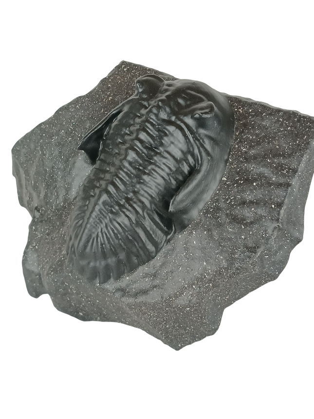 Trilobite Metacanthina sp – Réplique 14 cm sur roche